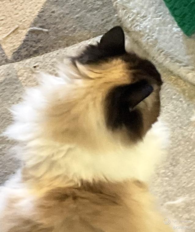 Cinnabun