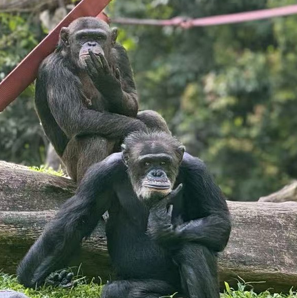 坚决不追高韭菜变镰刀