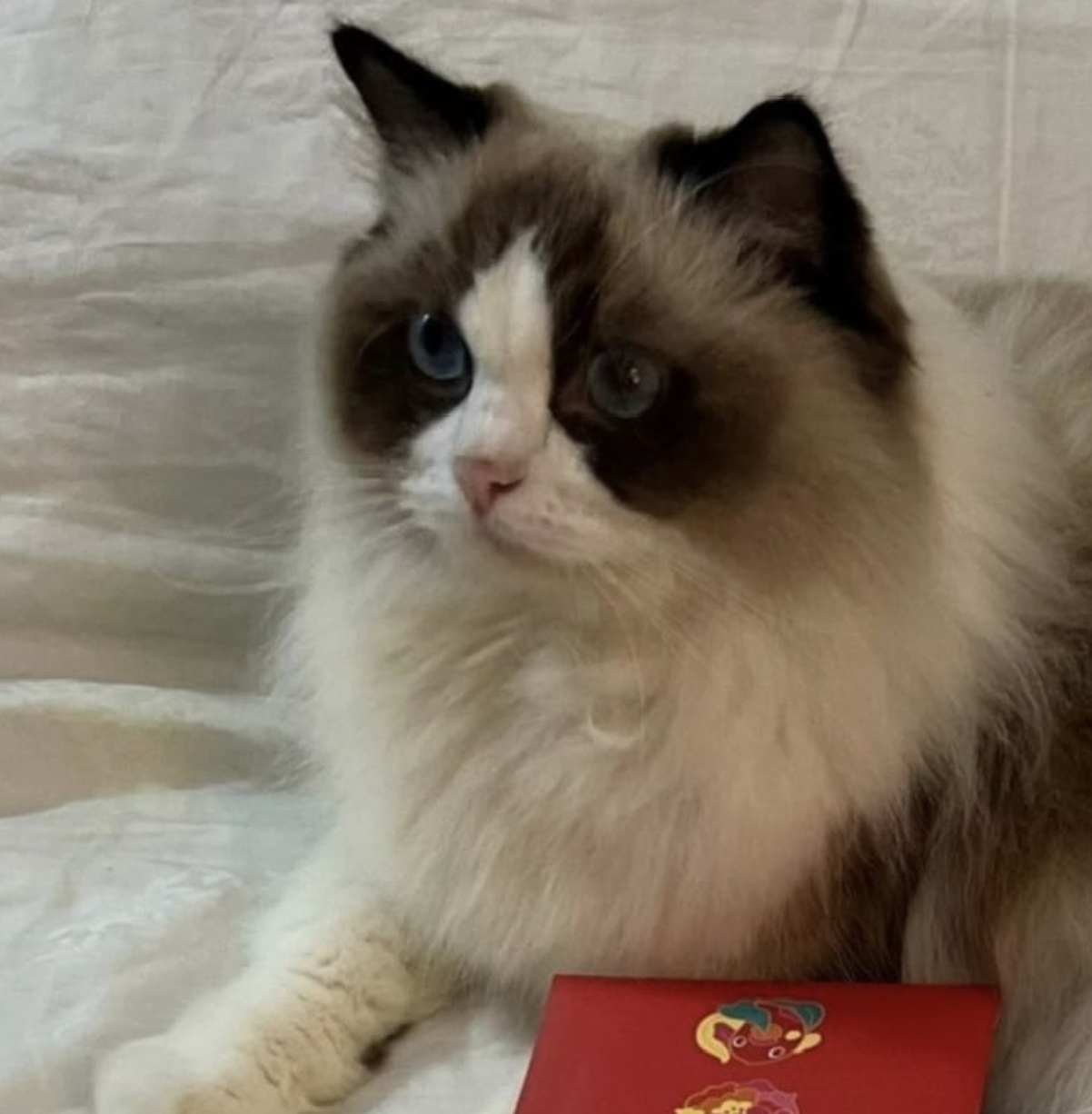 年轮 FortuneTurnRound