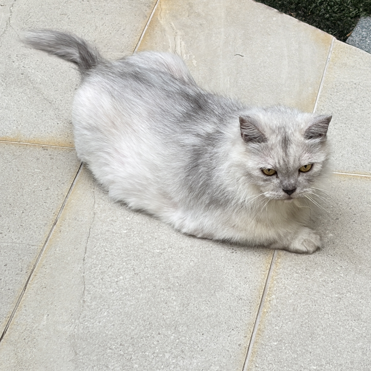 招财猫2026