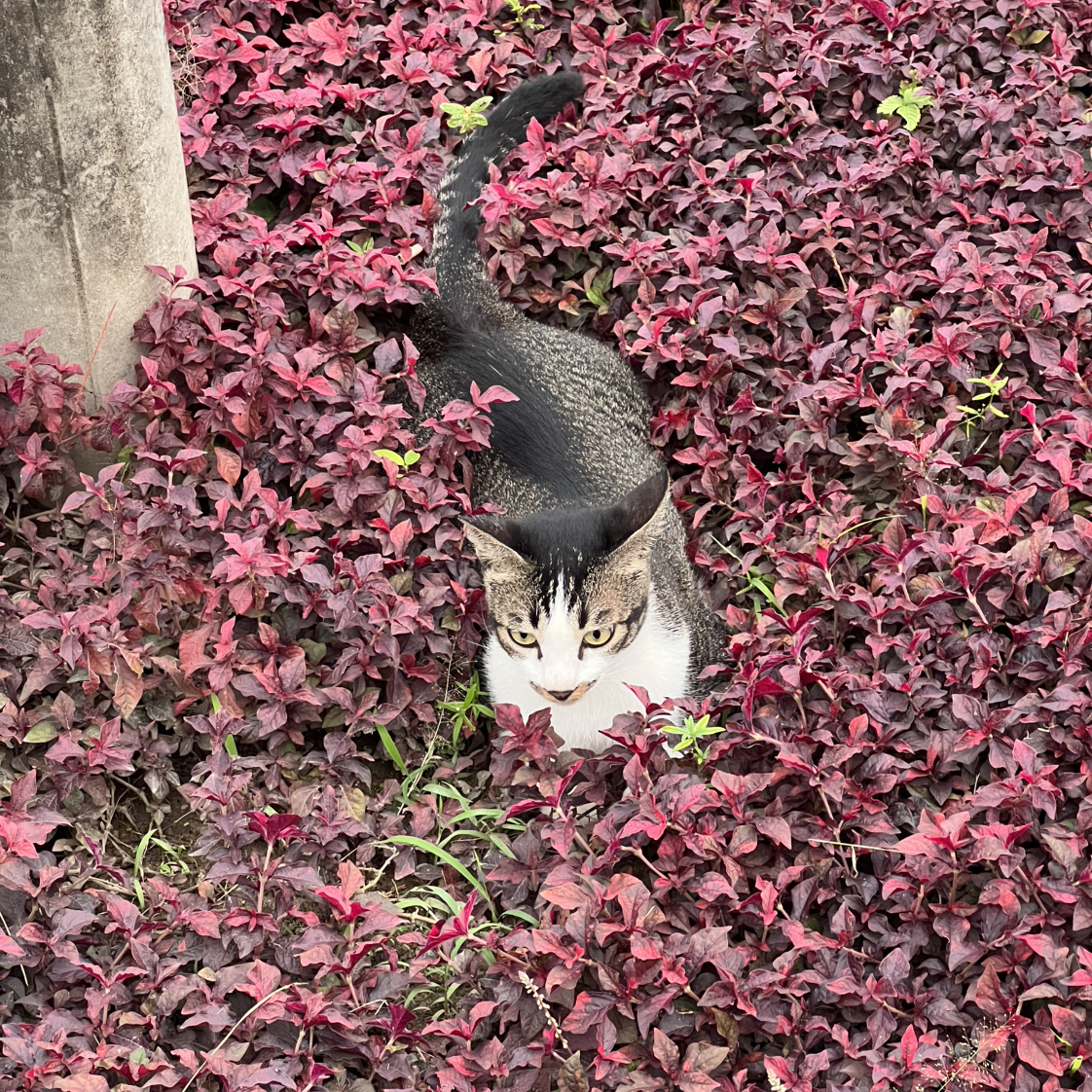 牛驷来了
