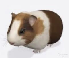 Guineapig