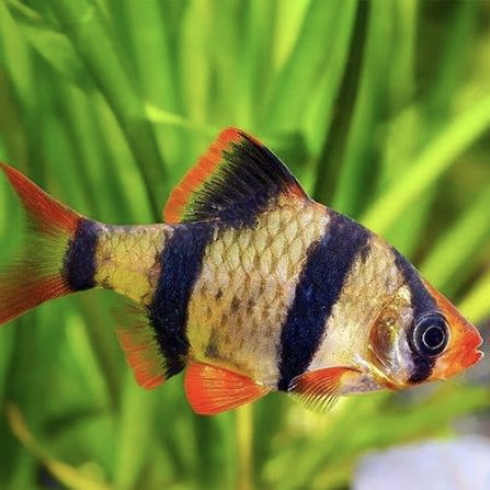 TigerBarb