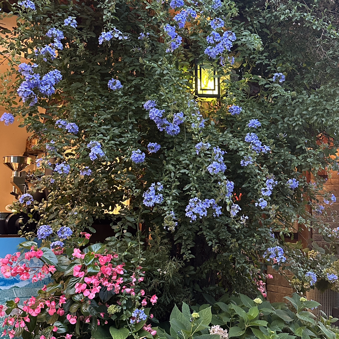 创意不够的老虎