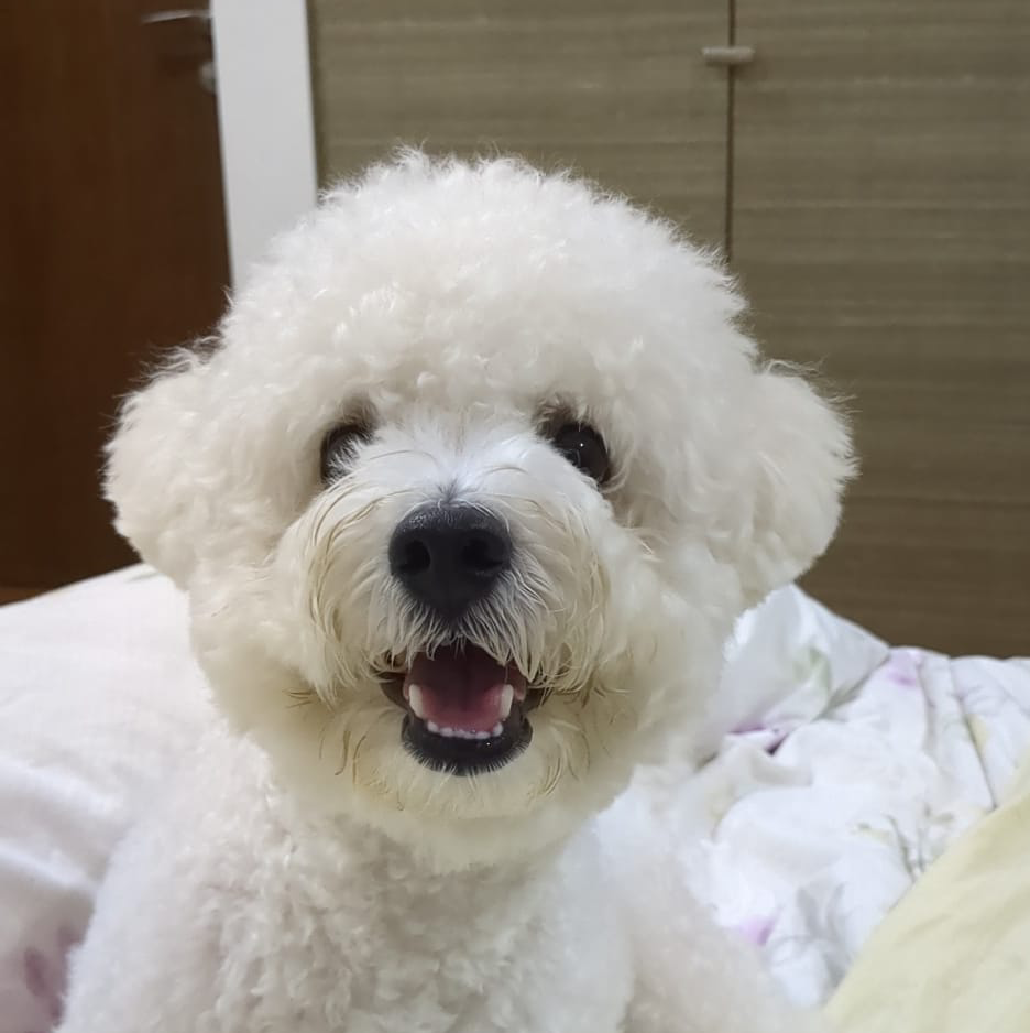 GHo