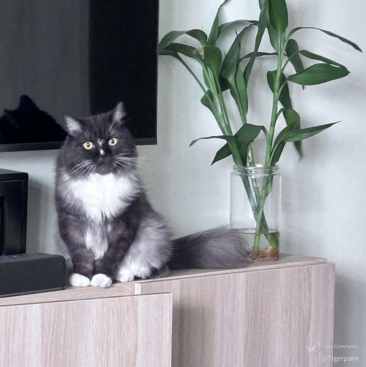 Tigerpalm