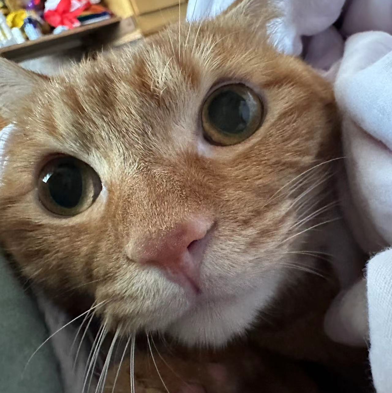 小橘最可爱小猫咪