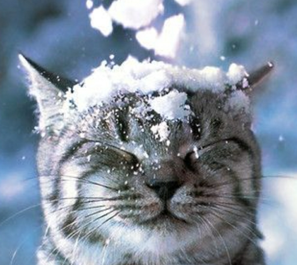Snowkat