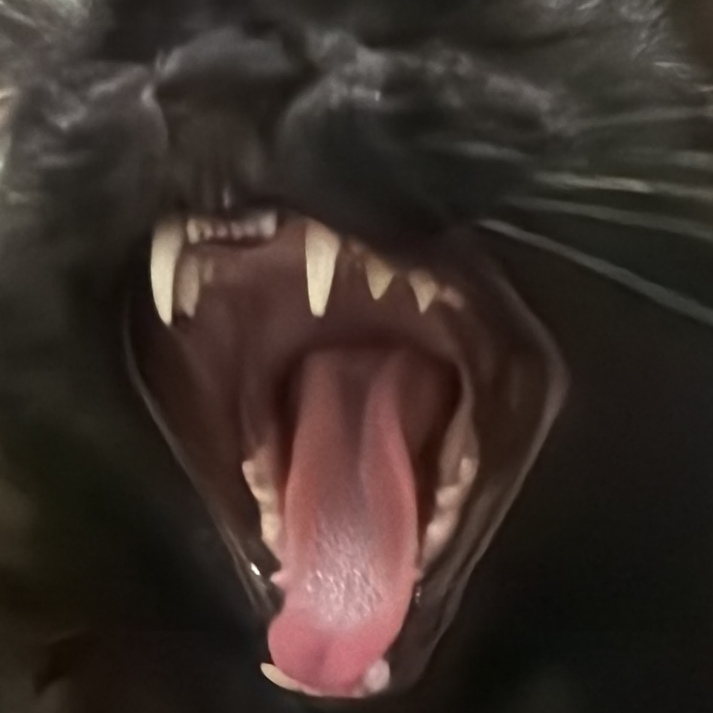 fat cat associate