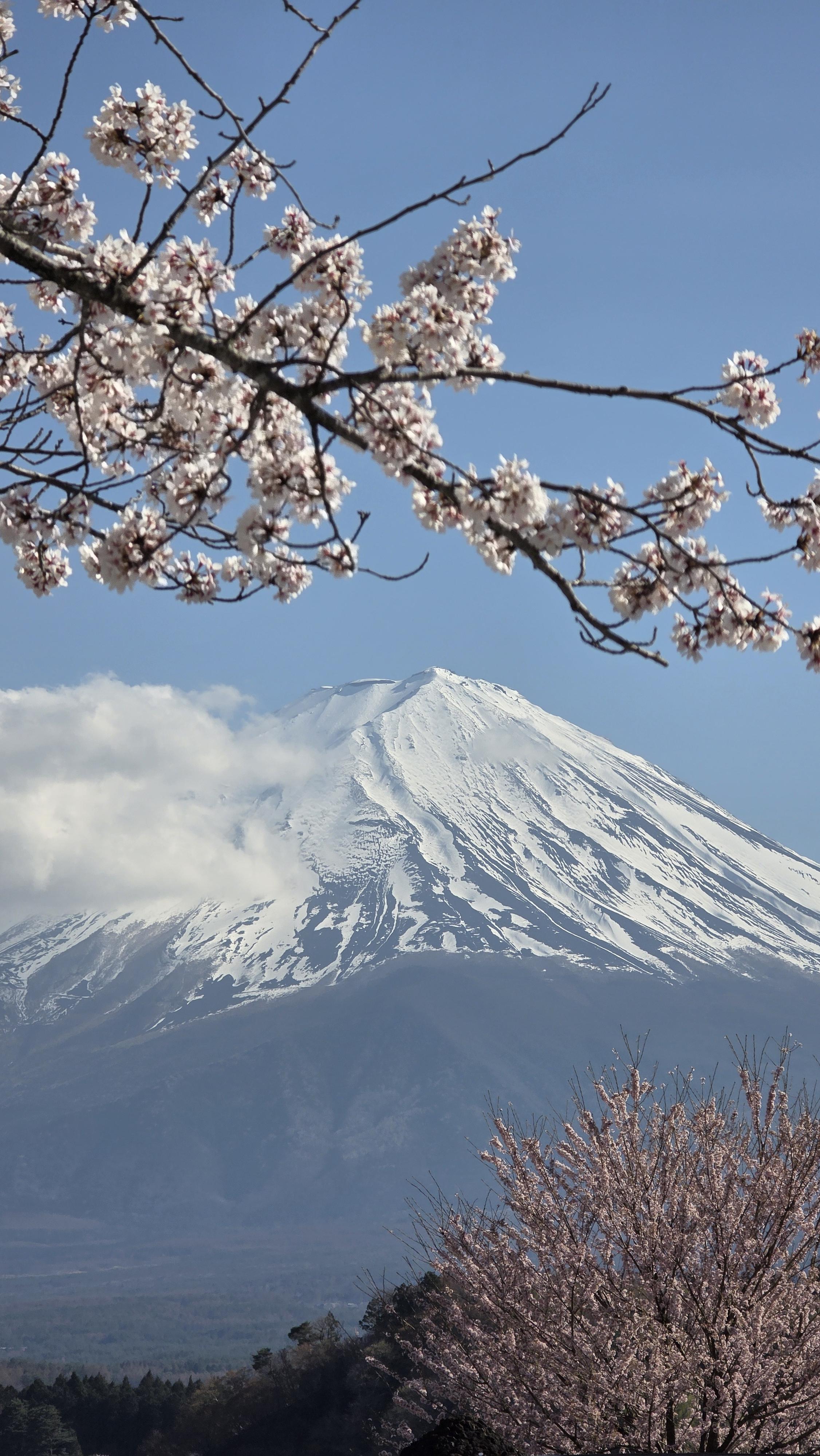 taromilktea