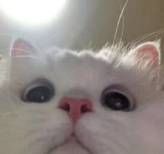xinbb