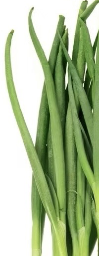 SpringOnion
