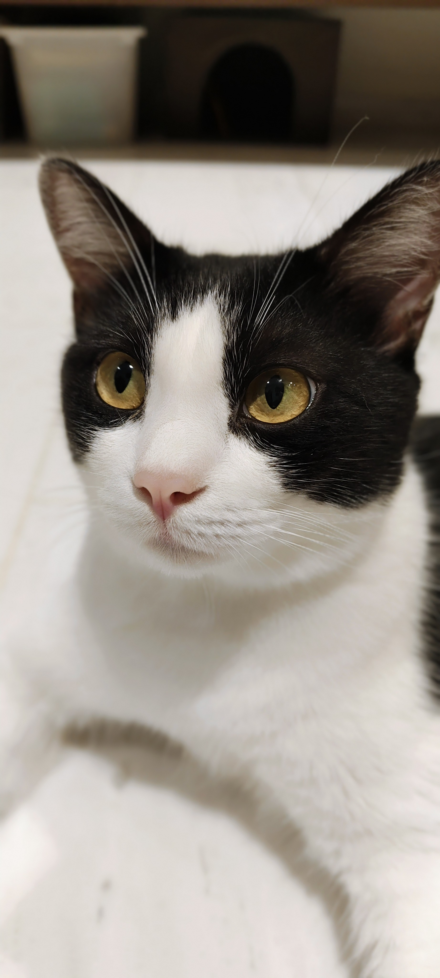 皮皮猪007