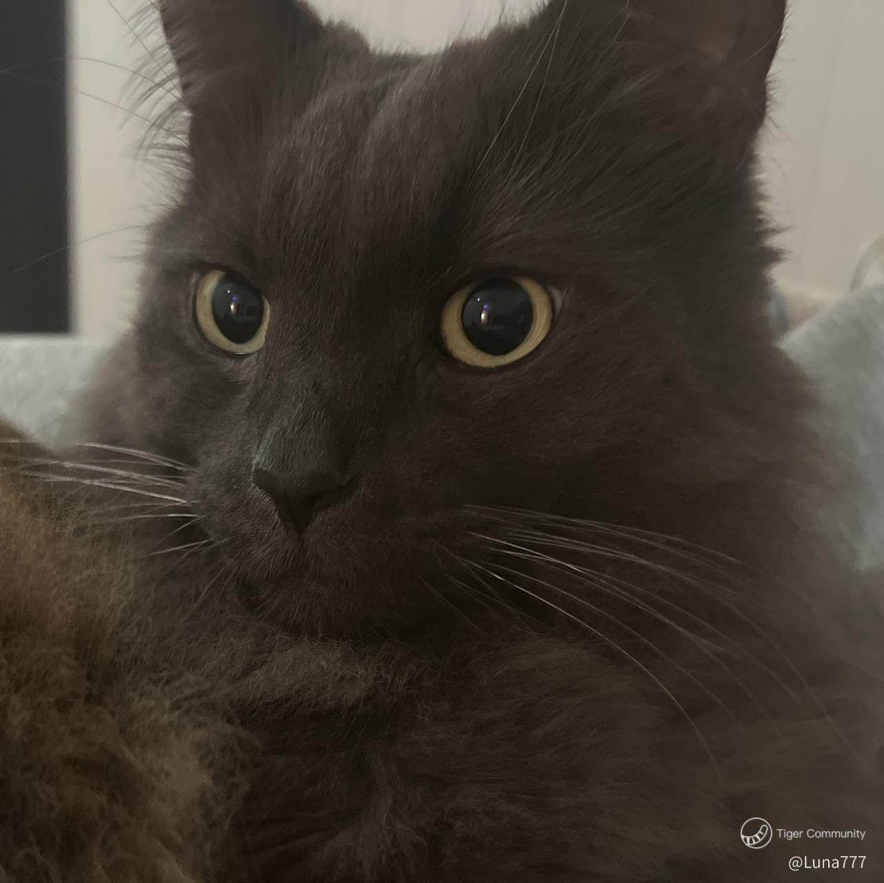 Luna777
