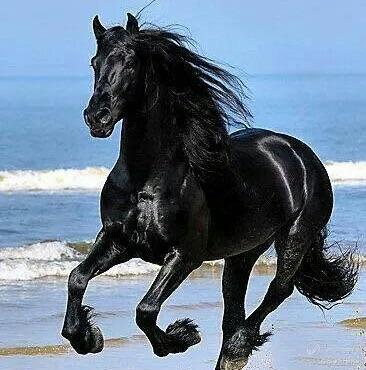 Black Horse