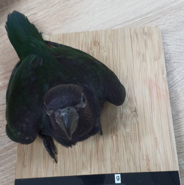 黑人黑夜捉烏鴉