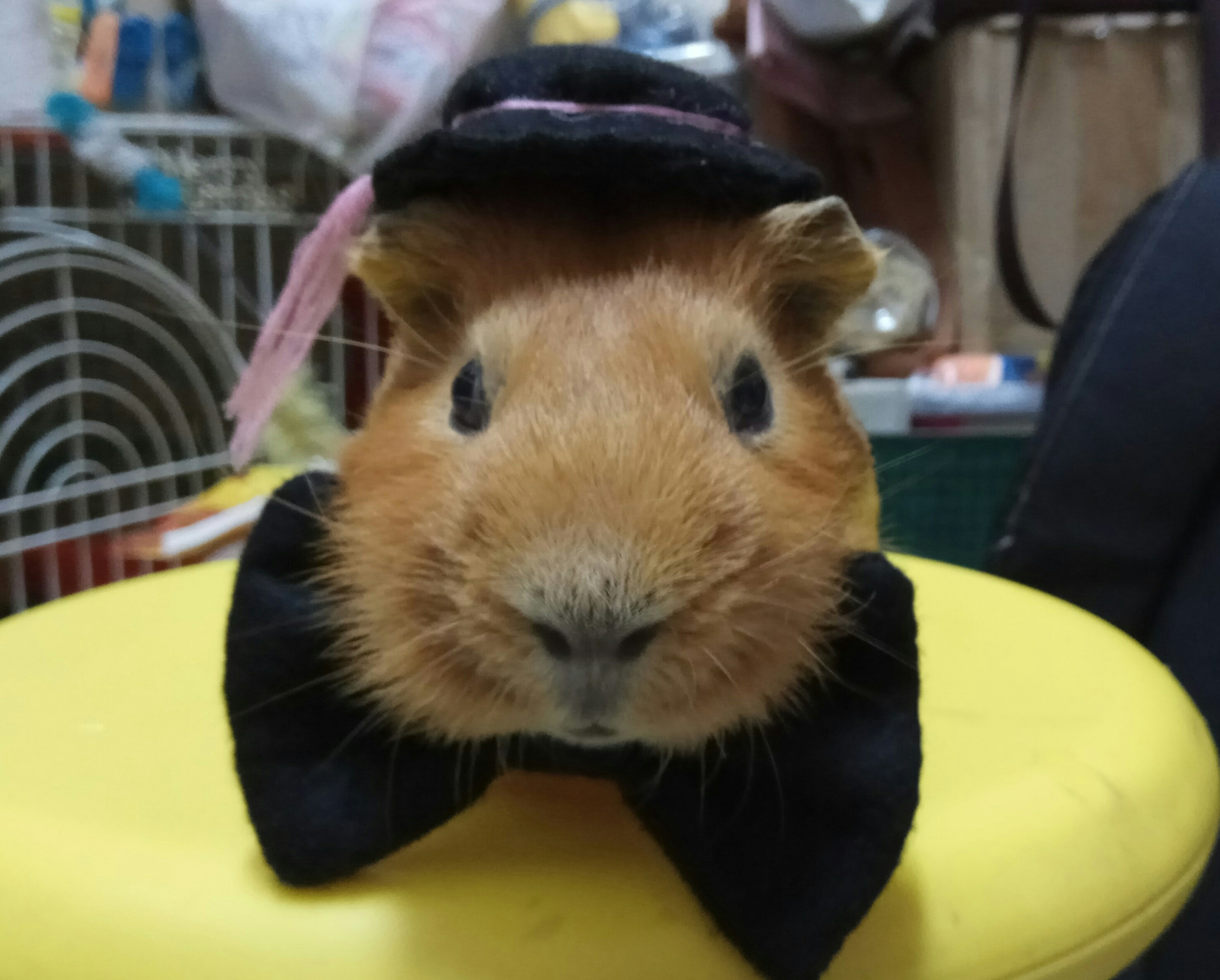 MushyMeng
