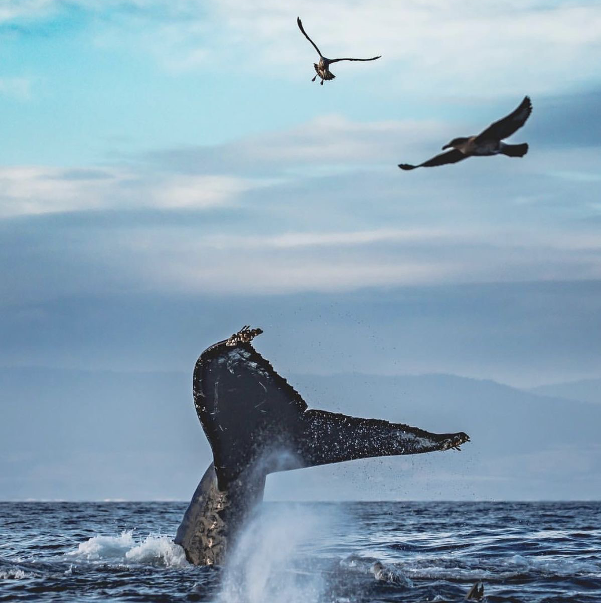 Whale Tail